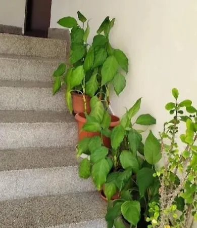 Apartment Snow White